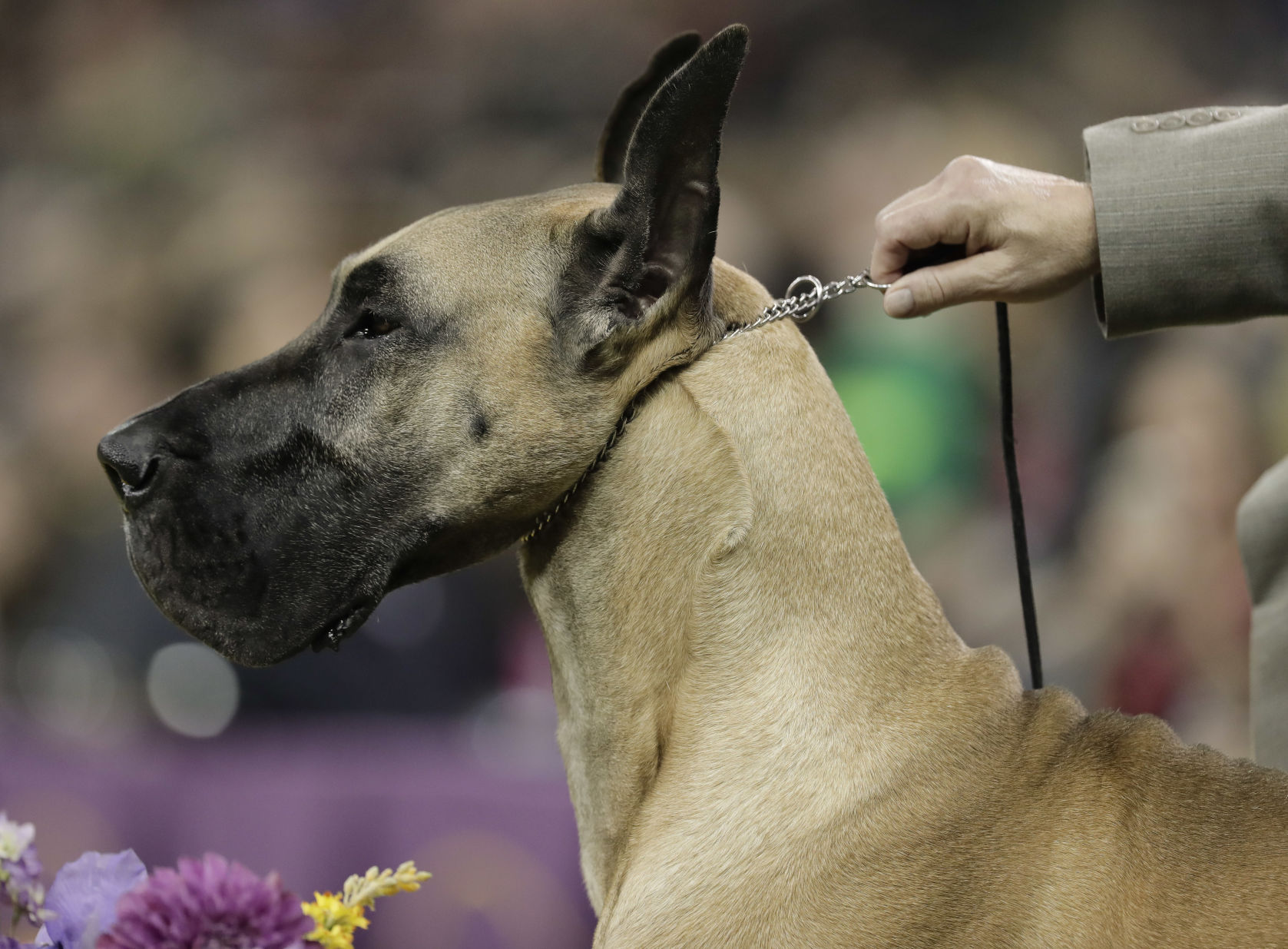 14. Great Dane